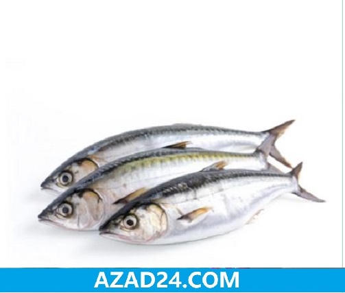 Aila Fish, Mackarel / Aila / Narkoli Fish - সামুদ্রিক