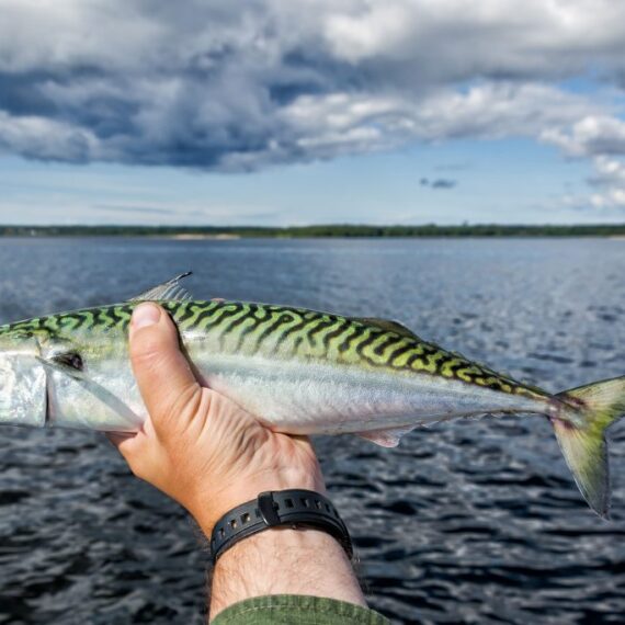 Brown Mackerel Fish
