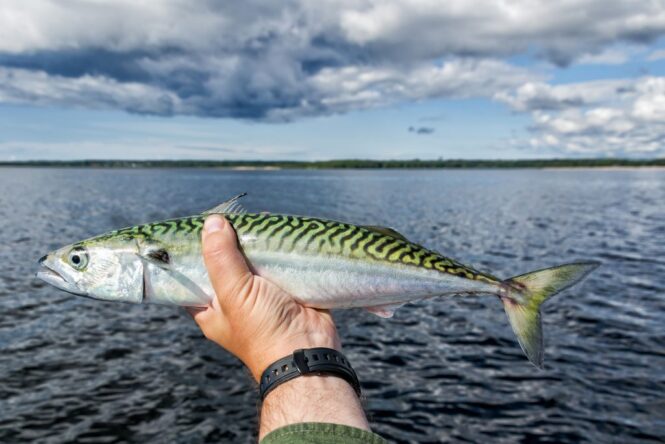 Brown Mackerel Fish