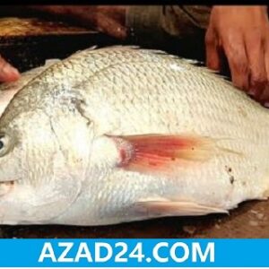 Datina Koral Fish