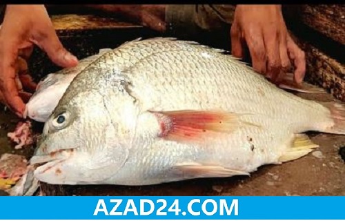 Datina Koral Fish