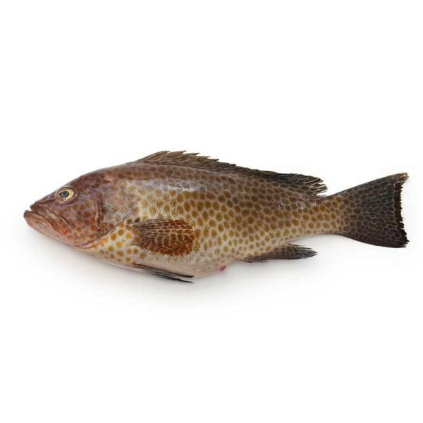 Hamour Fish - Image 2