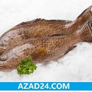 Hamour Fish