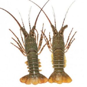 Lobster Fish Price in Bangladesh