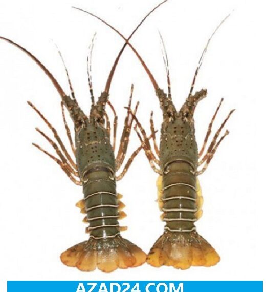 Lobster Fish Price in Bangladesh
