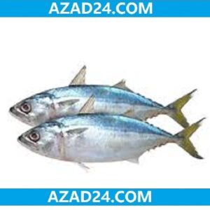 Mackerel Fish