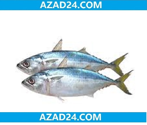 Mackerel Fish