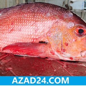 Red Koral Fish