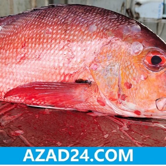 Red Koral Fish