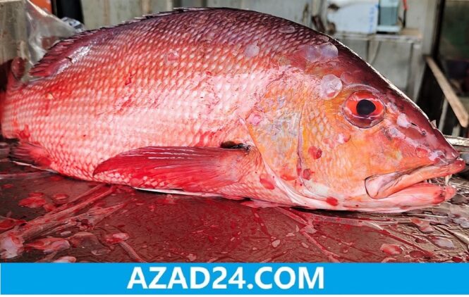 Red Koral Fish