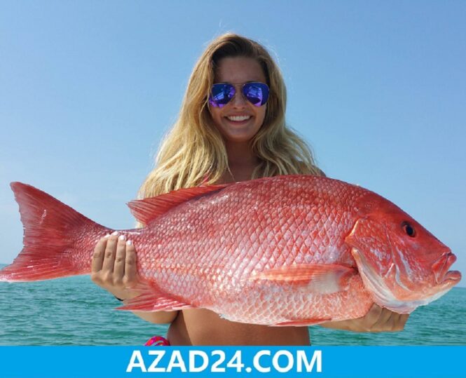 Red Snapper Fish