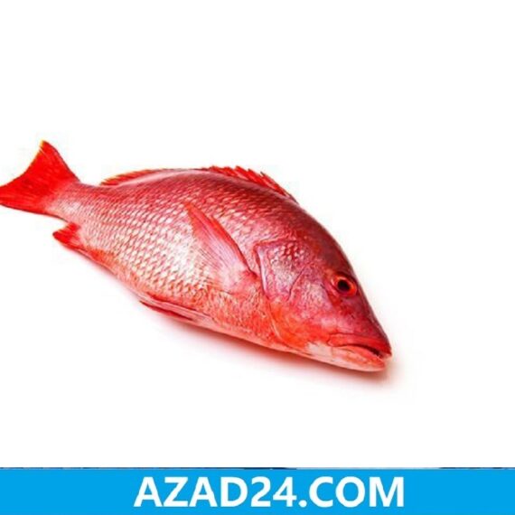 Red Koral Fish