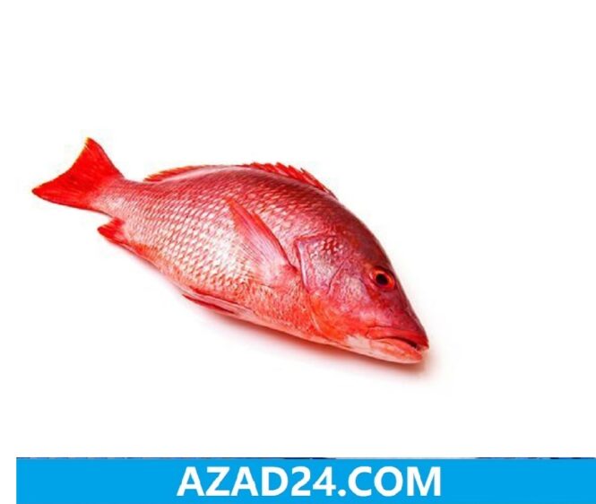Red Koral Fish