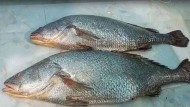 Red Popa Fish - Image 3