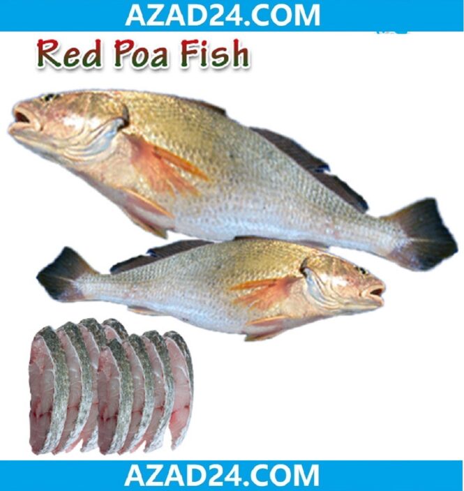 Red Popa Fish