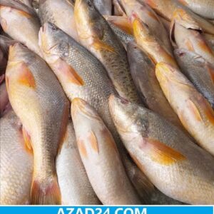 Red Popa Fish