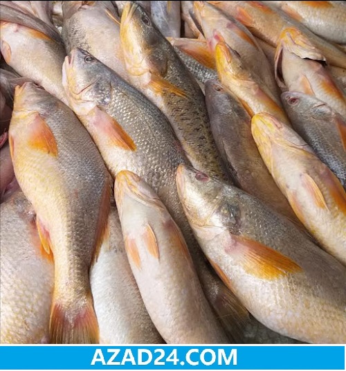 Red Popa Fish