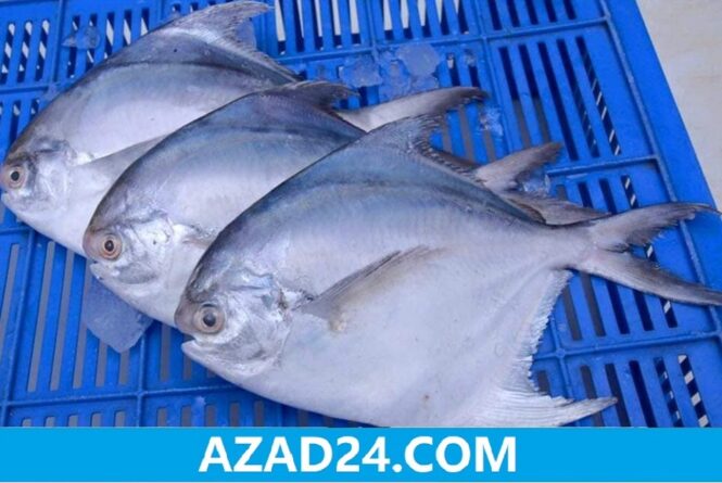 Rupchanda (Silver Pomfret) (3-4 pcs)