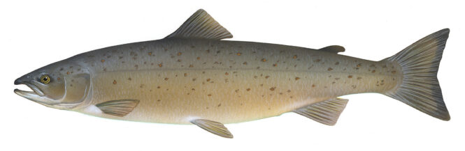 Salmon Sea Fish Norway | River fishing - Image 2