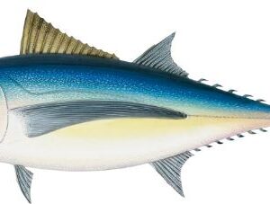 Tuna Fish (টুনা মাছ)
