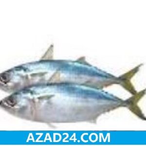 Capa Surmai Fish