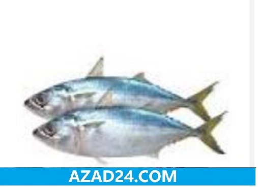 Capa Surmai Fish