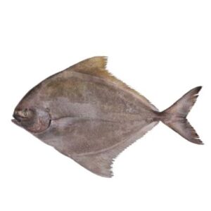 Kalo Chanda Fish/Black Pomfret/কালো চাঁদা