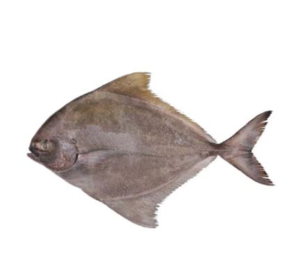 Kalo Chanda Fish/Black Pomfret/কালো চাঁদা