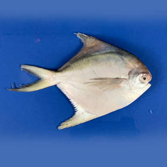 Rupchanda (Silver Pomfret) (10pcs)