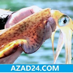 Squid Fish