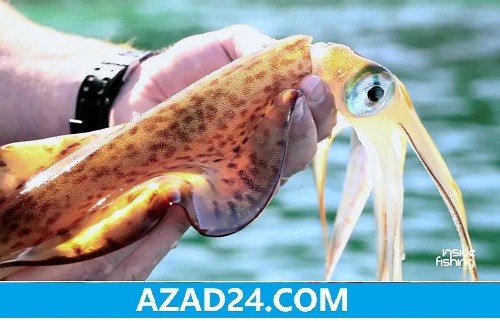Squid Fish