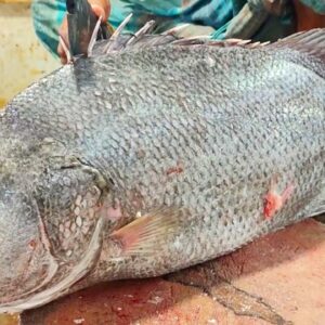 Tina Koral Fish