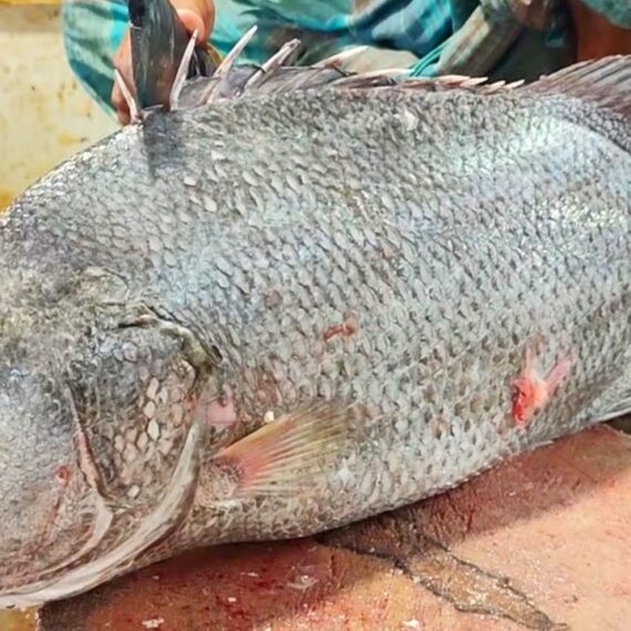 Tina Koral Fish