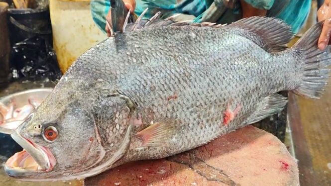 Tina Koral Fish