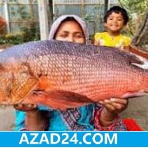 Red Koral Fish India