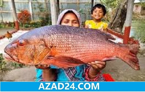 Red Koral Fish India