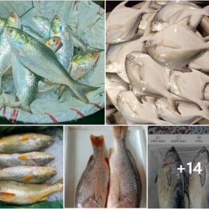 সামুদ্রিক মাছওয়ালা Fish