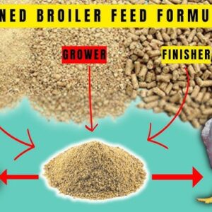 Agro Farm | BROILER FEEDS FORMULATIONS (Starter + Finisher COMBINED) | Make Your Broilers Grow FASTER