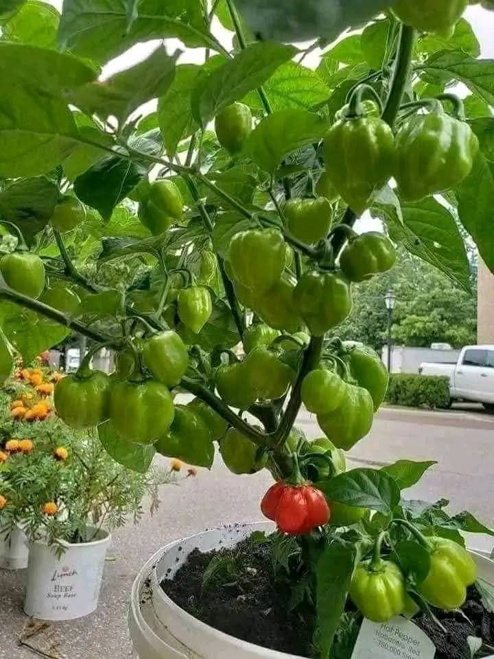 টবের নাগা মরিচ/বোম্বাই মরিচ চাষ পদ্ধতি।