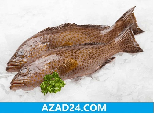 Hamour Fish
